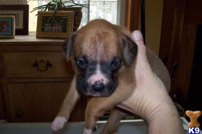 Puppies in VT